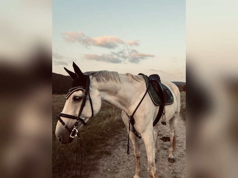 Hannoveriano Caballo castrado 12 años 180 cm Tordo rodado in Roxheim