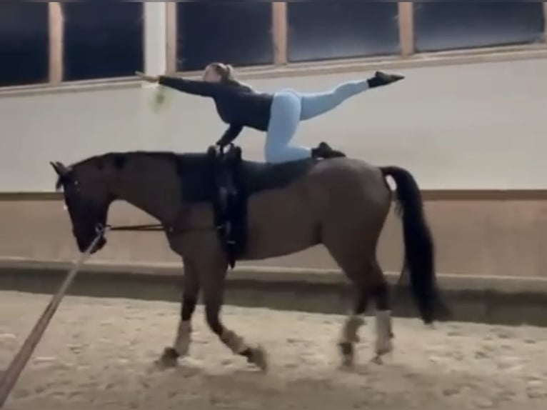 Hannoveriano Caballo castrado 12 años 181 cm Castaño oscuro in Ettenheim