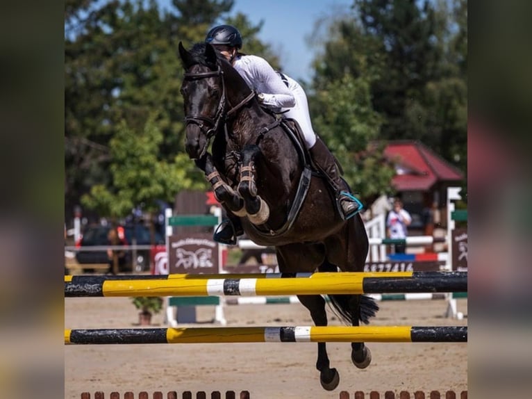 Hannoveriano Caballo castrado 12 años Castaño oscuro in Biblis