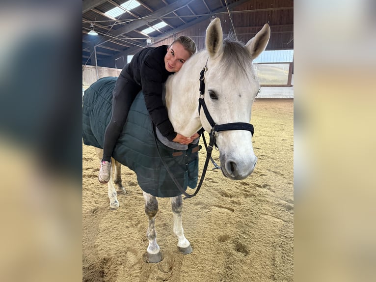 Hannoveriano Caballo castrado 13 años 158 cm White/Blanco in St. Valentin