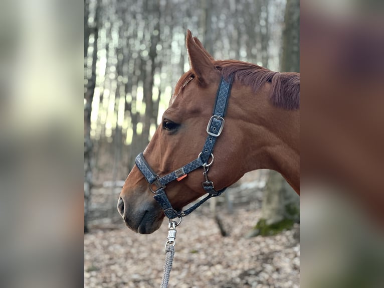 Hannoveriano Caballo castrado 13 años 163 cm Alazán in Bad Salzuflen