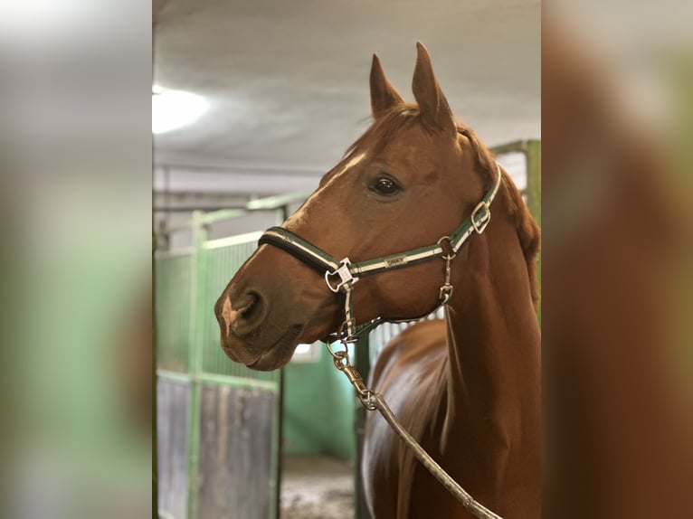 Hannoveriano Caballo castrado 13 años 163 cm Alazán in Bad Salzuflen