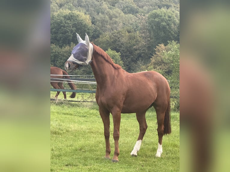 Hannoveriano Caballo castrado 13 años 163 cm Alazán in Bad Salzuflen