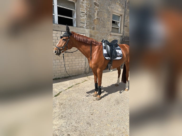 Hannoveriano Caballo castrado 13 años 163 cm Alazán in Bad Salzuflen