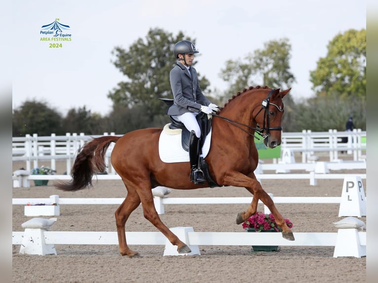 Hannoveriano Caballo castrado 13 años 163 cm Alazán-tostado in Little Horsted
