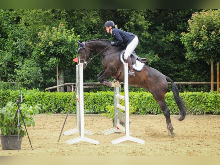 Hannoveriano Caballo castrado 13 años 163 cm Castaño in Wiefelstede