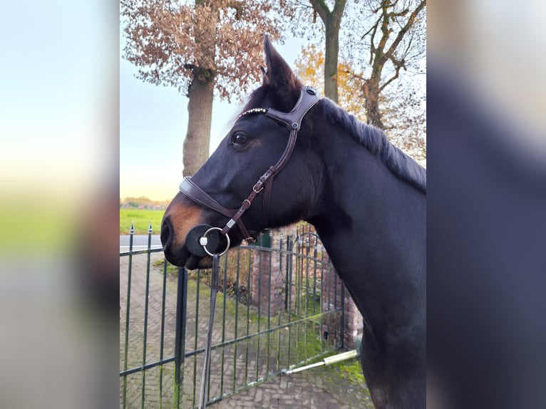 Hannoveriano Caballo castrado 13 años 163 cm Castaño in Wiefelstede