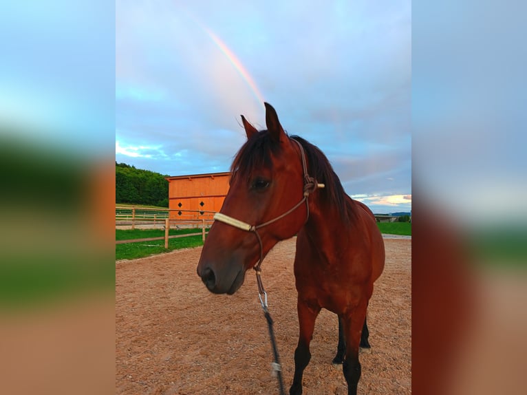 Hannoveriano Caballo castrado 13 años 164 cm Castaño in Bad Kötzting