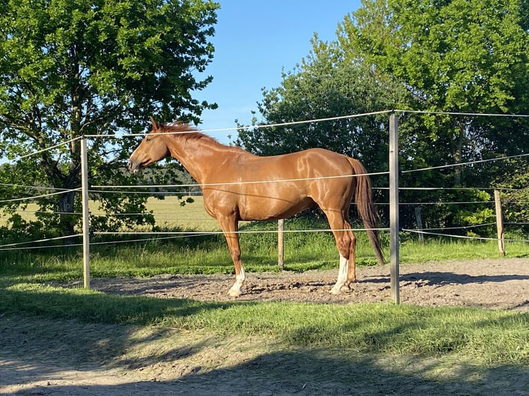Hannoveriano Caballo castrado 13 años 165 cm Alazán in Toppenstedt