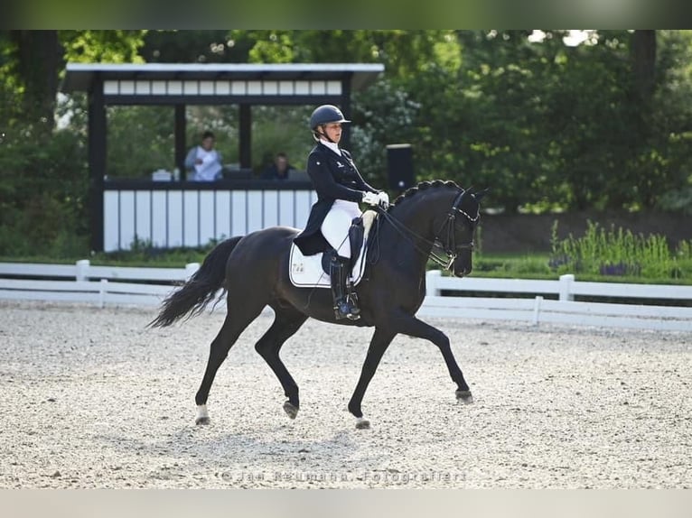 Hannoveriano Caballo castrado 13 años 166 cm Negro in Ro&#xDF;dorf