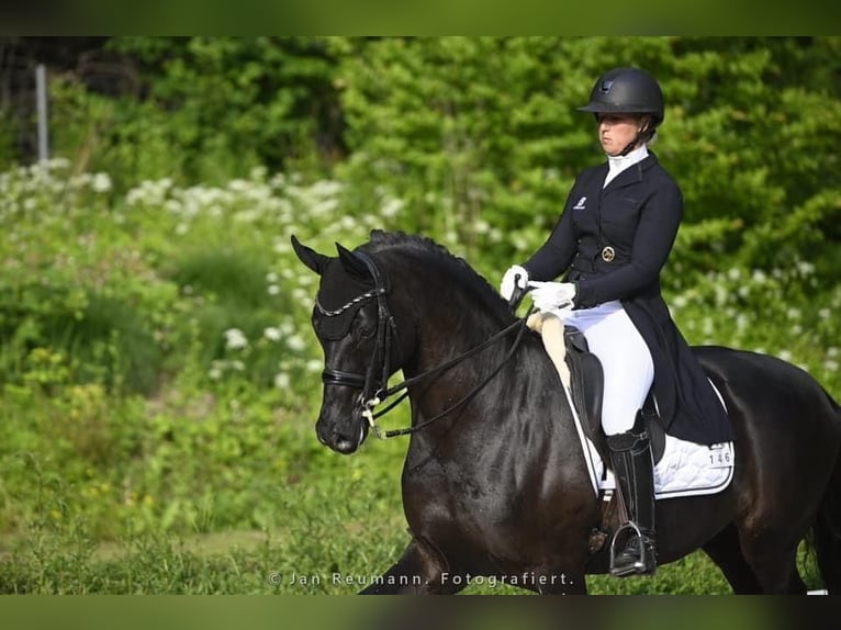 Hannoveriano Caballo castrado 13 años 166 cm Negro in Ro&#xDF;dorf