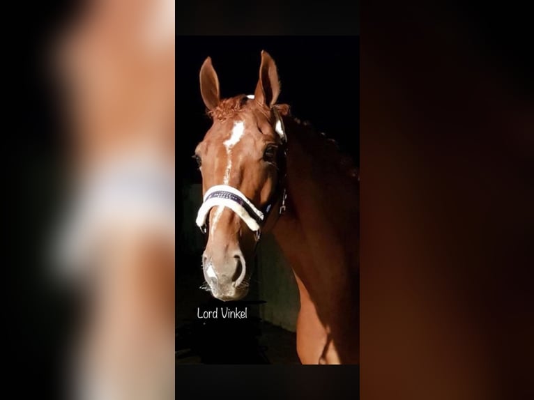 Hannoveriano Caballo castrado 13 años 167 cm Alazán in Wesel