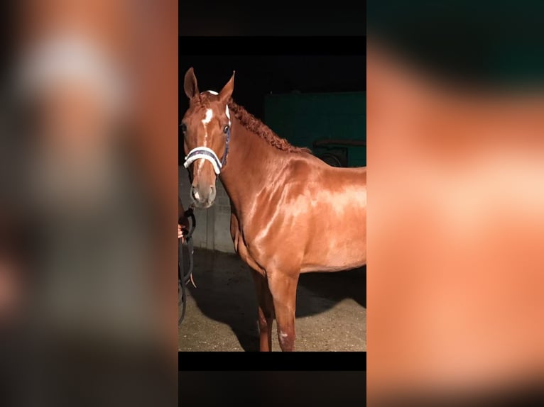 Hannoveriano Caballo castrado 13 años 167 cm Alazán in Wesel