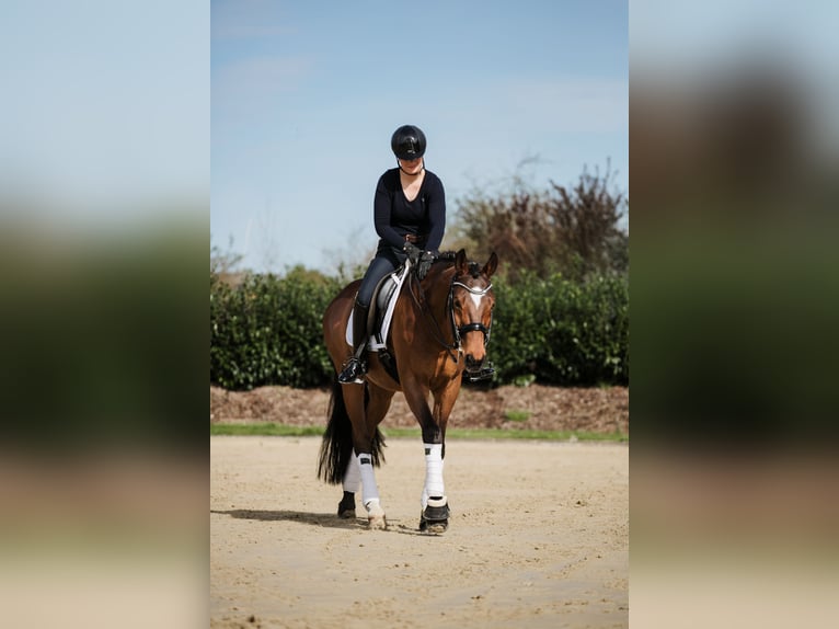 Hannoveriano Caballo castrado 13 años 167 cm Castaño in Lage