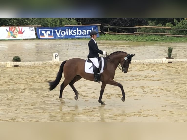 Hannoveriano Caballo castrado 13 años 167 cm Castaño in Lage