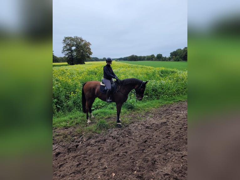 Hannoveriano Caballo castrado 13 años 167 cm Castaño in Kamen