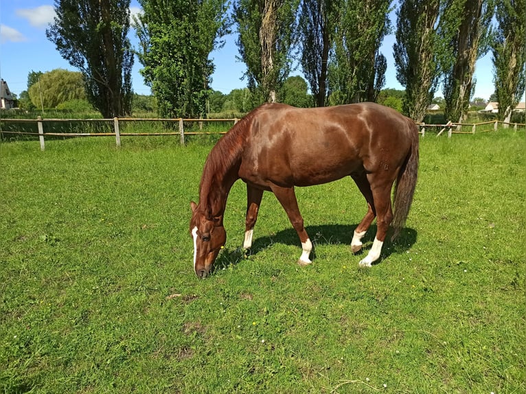 Hannoveriano Caballo castrado 13 años 168 cm Alazán-tostado in Autouillet