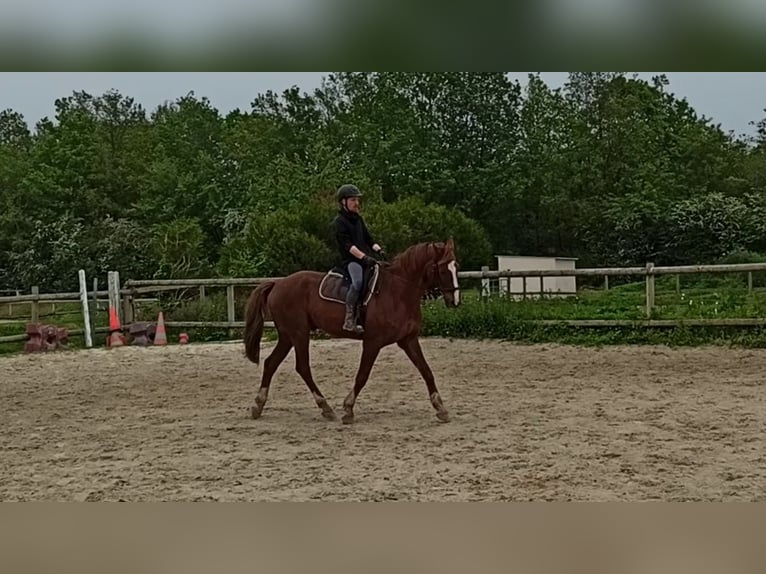 Hannoveriano Caballo castrado 13 años 168 cm Alazán-tostado in Autouillet