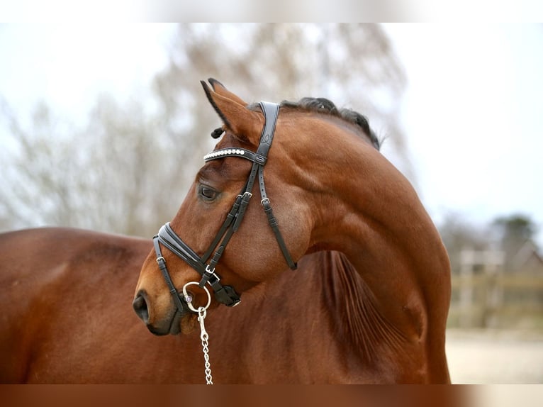 Hannoveriano Caballo castrado 13 años 168 cm Castaño in Klein Meckelsen