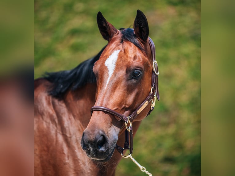 Hannoveriano Caballo castrado 13 años 168 cm Castaño in Bergheim