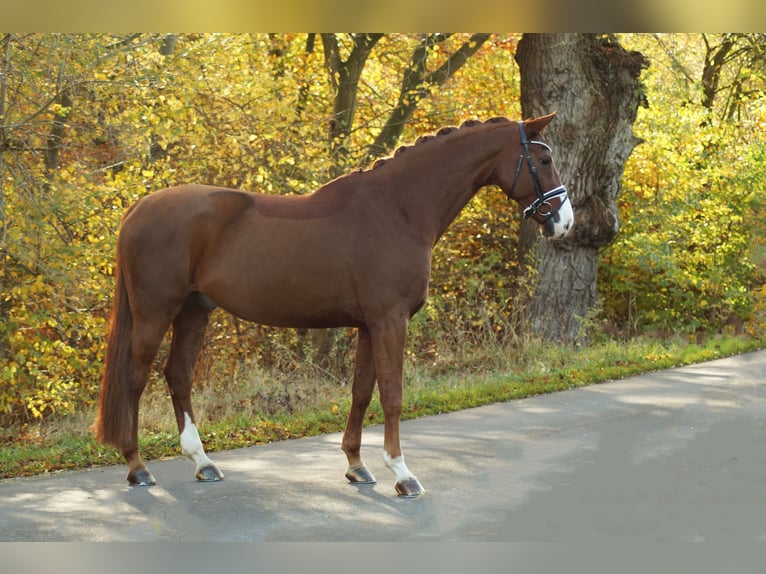 Hannoveriano Caballo castrado 13 años 169 cm Alazán-tostado in Gleichen