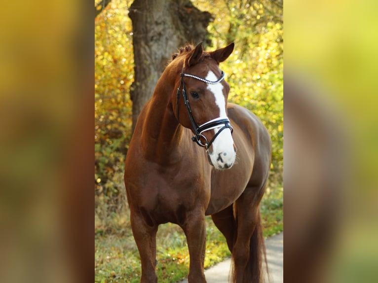 Hannoveriano Caballo castrado 13 años 169 cm Alazán-tostado in Gleichen