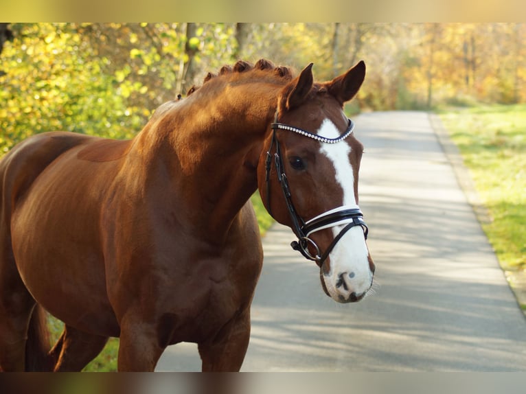 Hannoveriano Caballo castrado 13 años 169 cm Alazán-tostado in Gleichen