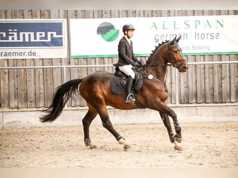 Hannoveriano Caballo castrado 13 años 169 cm Castaño in Tübingen