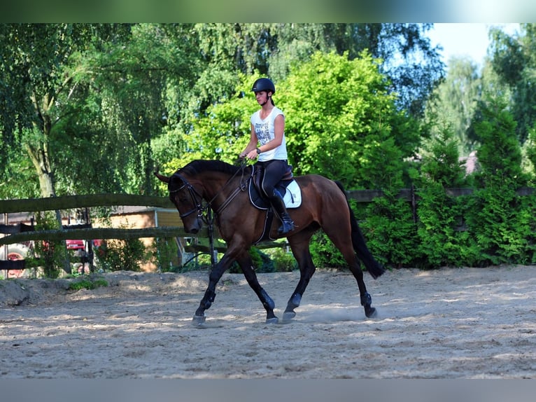 Hannoveriano Caballo castrado 13 años 169 cm Castaño rojizo in Rzgów