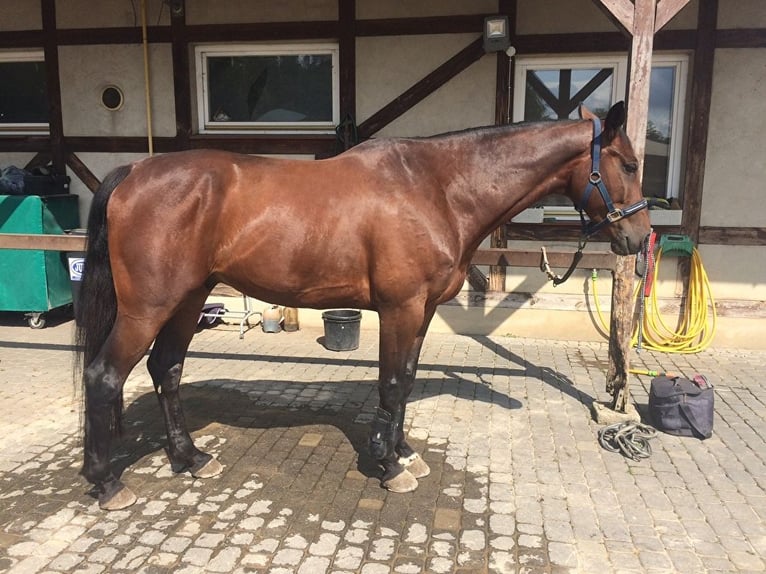 Hannoveriano Caballo castrado 13 años 169 cm Castaño rojizo in Rzgów