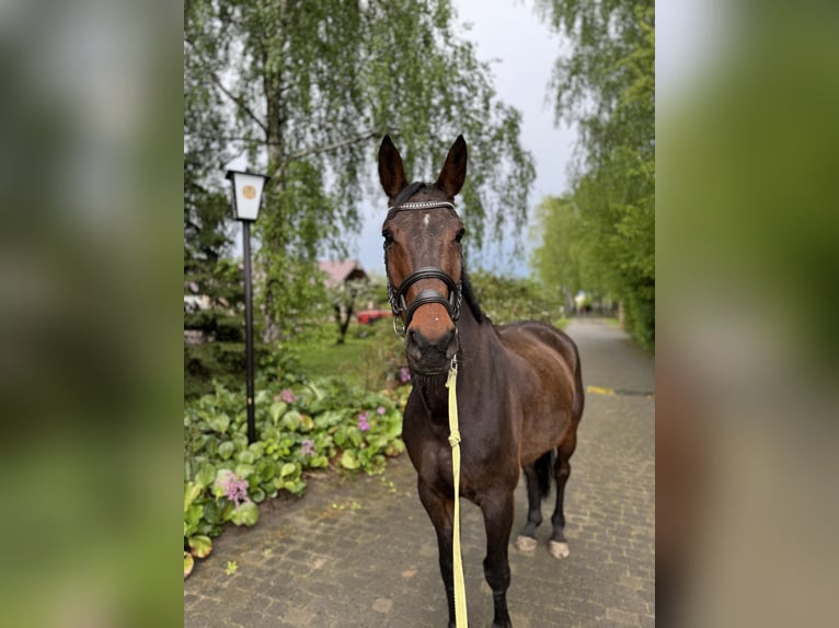 Hannoveriano Caballo castrado 13 años 169 cm Castaño rojizo in Rzgów