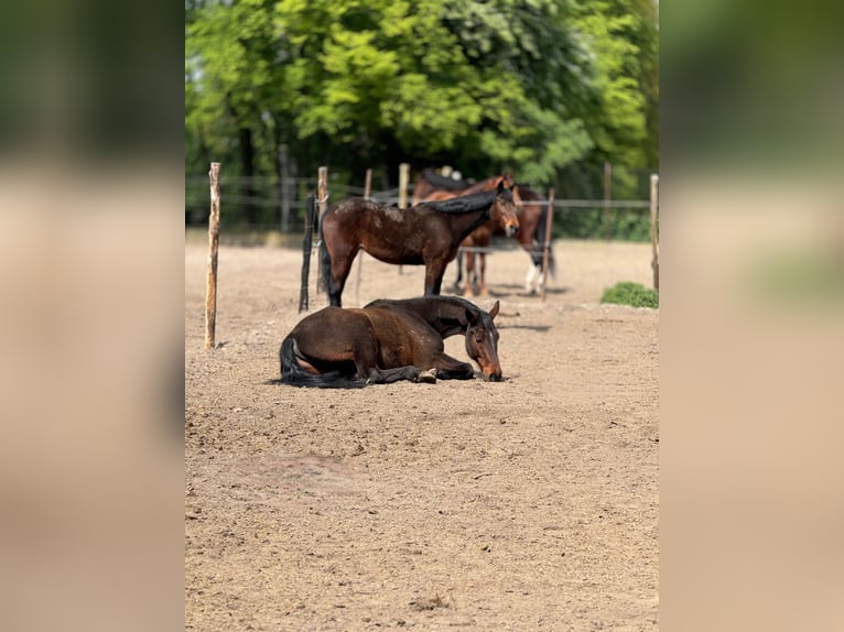 Hannoveriano Caballo castrado 13 años 169 cm Castaño rojizo in Rzgów