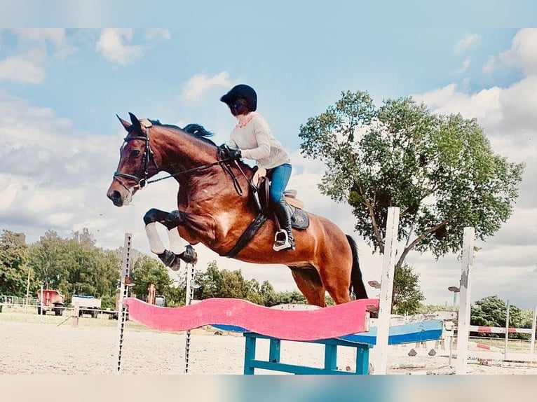 Hannoveriano Caballo castrado 13 años 169 cm Castaño rojizo in Poznań