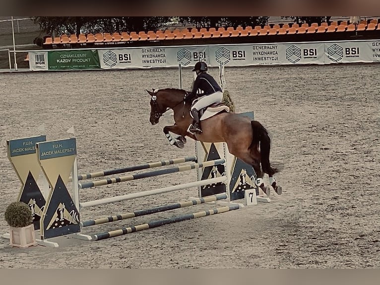 Hannoveriano Caballo castrado 13 años 169 cm Castaño rojizo in Poznań