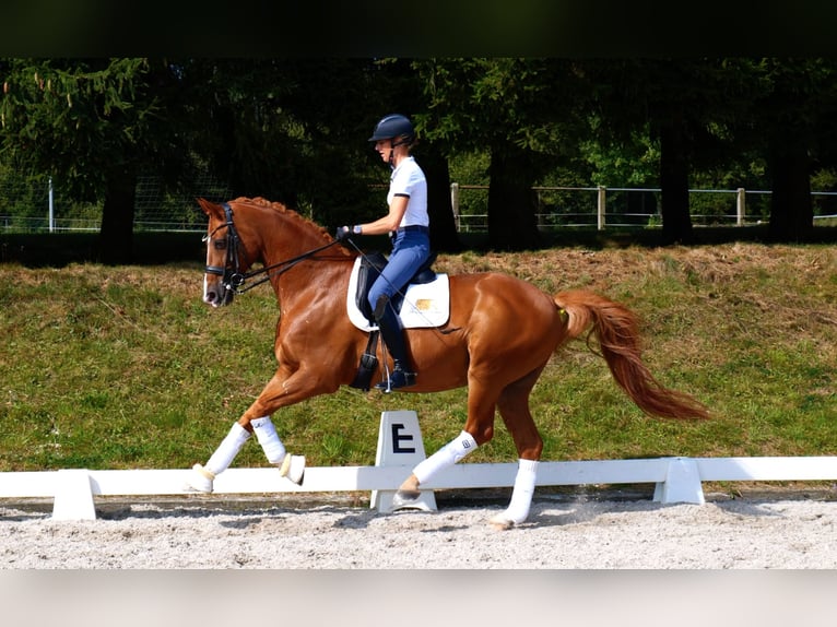 Hannoveriano Caballo castrado 13 años 170 cm Alazán in Freiensteinau