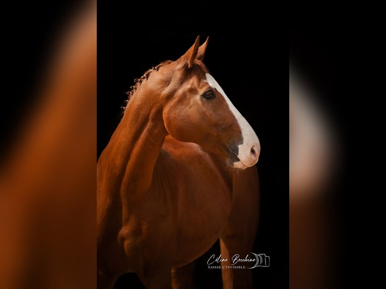 Hannoveriano Caballo castrado 13 años 170 cm Alazán in Peyrolles en Provence