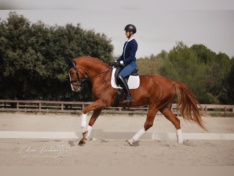 Hannoveriano Caballo castrado 13 años 170 cm Alazán in Peyrolles-en-Provence
