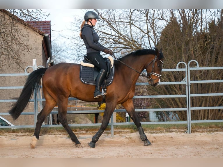 Hannoveriano Caballo castrado 13 años 170 cm Castaño in Rühen