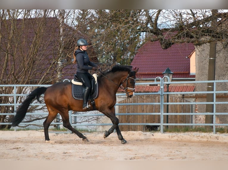 Hannoveriano Caballo castrado 13 años 170 cm Castaño in Rühen