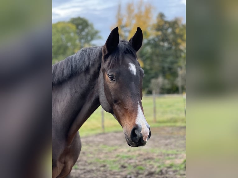 Hannoveriano Caballo castrado 13 años 170 cm Castaño in Rühen