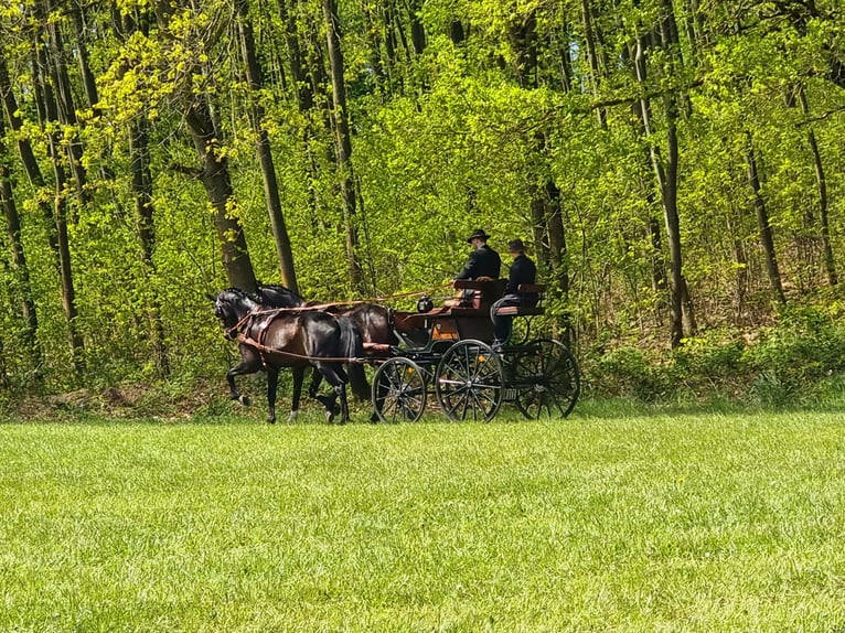 Hannoveriano Caballo castrado 13 años 170 cm Castaño oscuro in Rühn