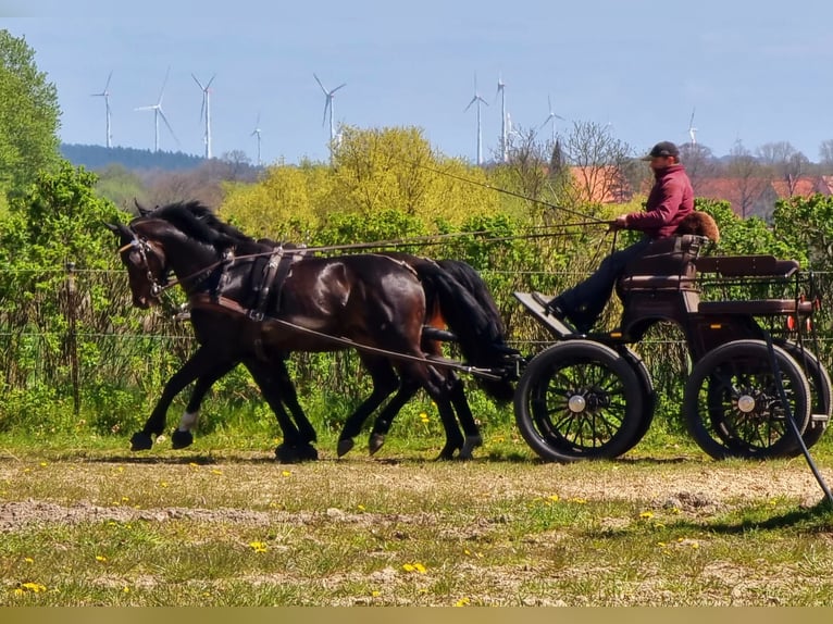 Hannoveriano Caballo castrado 13 años 170 cm Castaño oscuro in Rühn