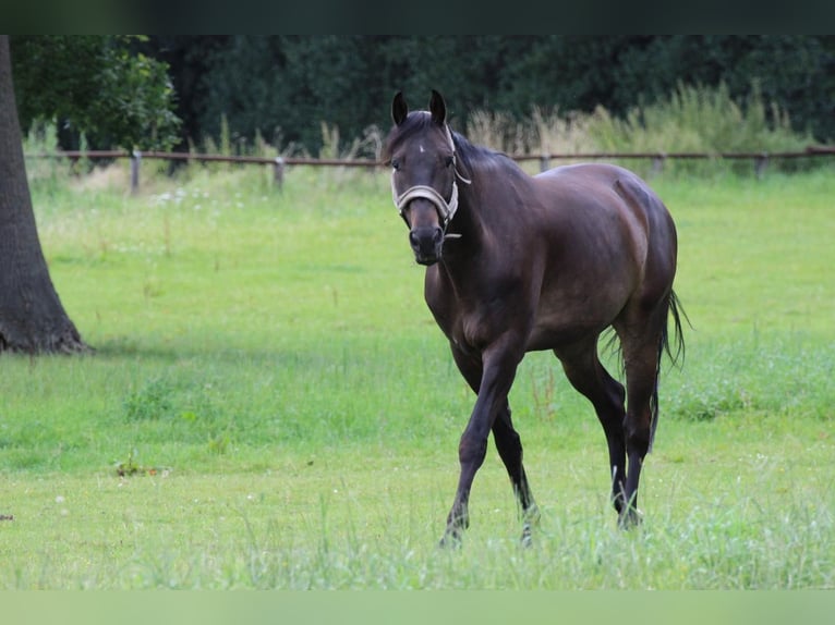 Hannoveriano Caballo castrado 13 años 170 cm Castaño oscuro in Barver