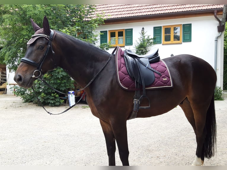 Hannoveriano Caballo castrado 13 años 170 cm Castaño oscuro in Fürstenfeldbruck