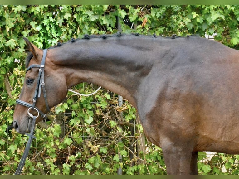 Hannoveriano Caballo castrado 13 años 170 cm Castaño oscuro in Würzburg