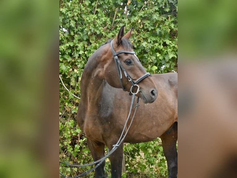 Hannoveriano Caballo castrado 13 años 170 cm Castaño oscuro in Würzburg
