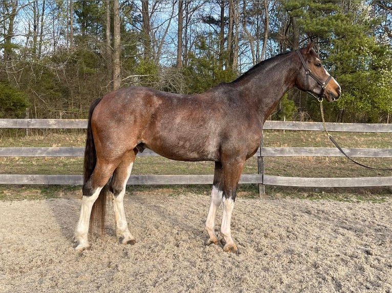 Hannoveriano Caballo castrado 13 años 170 cm Castaño rojizo in Sandston VA