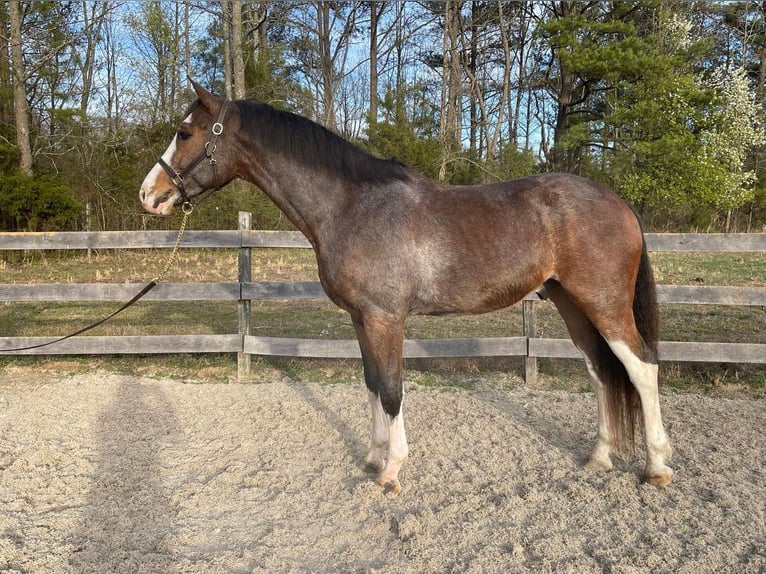 Hannoveriano Caballo castrado 13 años 170 cm Castaño rojizo in Sandston VA