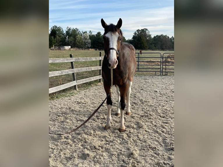 Hannoveriano Caballo castrado 13 años 170 cm Castaño rojizo in Sandston VA