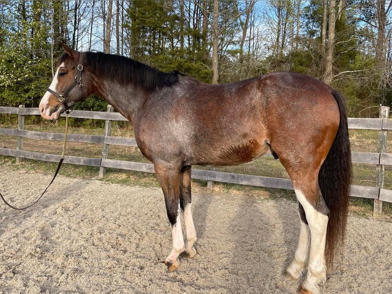 Hannoveriano Caballo castrado 13 años 170 cm Castaño rojizo in Sandston VA